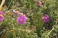 Field Of Purple Flowers