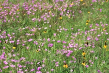 Field Of Spring Wildflowers
