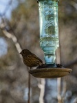 Finch Sitting On Hummingbird Feeder