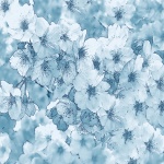 Blue Flower - 1