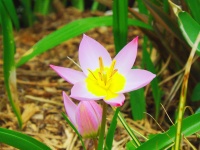 Spring Star Flower