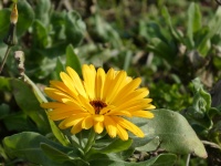 Yellow Flower Variety Gerbera