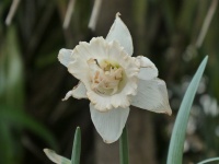 White Narcissus Flower