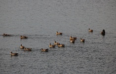 Flock Of Egyptian Geese On Water