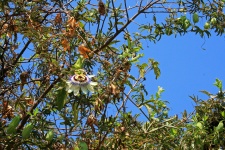Flowering Grenadilla Creeper