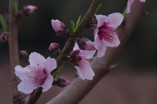 Flowers, Leaves In Peach Orchard