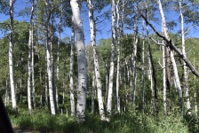 Forest Of Birch Trees