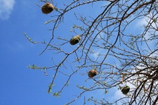 Four Weaver's Nests On A Tree