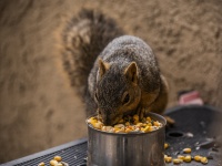 Fox Squirrel Eating