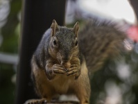 Fox Squirrel Grabbing A Peanut