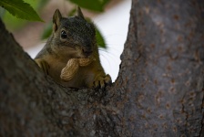Fox Squirrel In Crook Of Tree