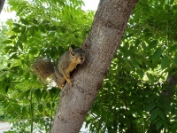 Fox Squirrel In Tree