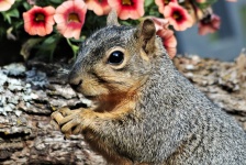 Fox Squirrel Portrait 2
