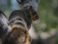 Fox Squirrel Profile