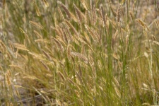 Foxtail Weeds