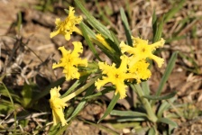 Fringed Puccoon Wildflowers