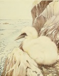 Gannet Baby Bird Morus Sulidae