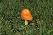 Gold Amanita Mushroom In Grass