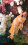 Gold Saltwater Fish