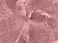 Gradient Canna Flower