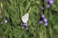 Gray Hairstreak Butterfly Ventral