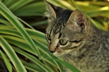 Gray Kitten Hiding In Grass