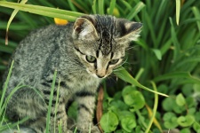 Gray Kitten In Grass 2