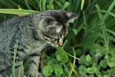 Gray Kitten In Grass