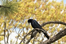 Great-tailed Grackle In Tree