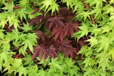 Green And Purple Leaves Background