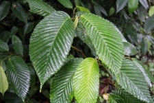 Green Leaf In The Rain Forest