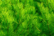 Green Pine Background