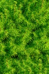Green Spruce Background