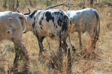 Grey Nguni Cattle Facing Away