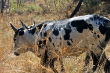 Grey Nguni Cattle In Dry Grass