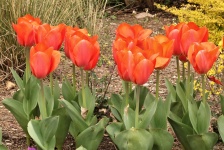 Group Of Orange Tulips Blooming