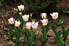 Group Of White And Purple Tulips
