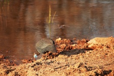 Guinea Fowl Drinking Water