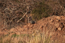 Guinea Fowl On A Mound Of Earth