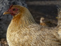 Hawaiian Chicken