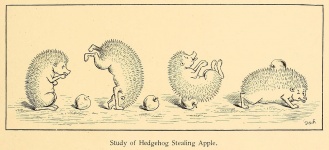 Hedgehog Stealing An Apple 1892