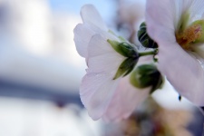 Hollyhock White Flowers 1