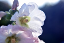 Hollyhock White Flowers 2