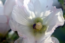 Hollyhock White Flowers 4