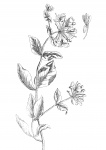 Honeysuckle Flowers Drawing