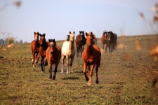 Horses In A Herd Running Forward