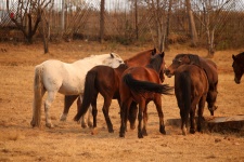 Horses Interacting With Each Other