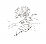 Hydrangea Flowers Drawing
