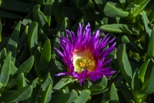 Ice Plant Flower