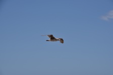 Immature Seagull In Flight